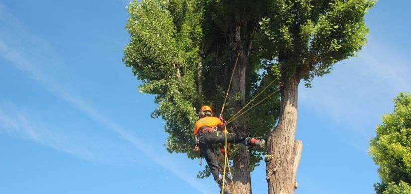 À Tournefeuille, confiez l'élagage de vos arbres à notre équipe d'experts arboricoles. Nous vous offrons un service professionnel et soigné pour sublimer votre cadre de vie. Faites confiance à notre savoir-faire pour entretenir et embellir votre espace vert.