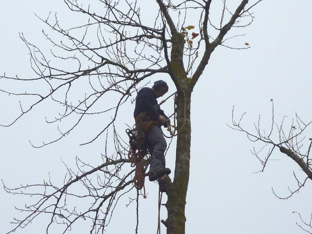 À Cugnaux, confiez l'élagage de vos arbres à notre équipe d'experts passionnés. Nous vous proposons un service d'élagage professionnel pour valoriser et préserver la beauté de votre jardin. Faites confiance à notre savoir-faire pour des arbres en bonne santé et un espace extérieur éblouissant.